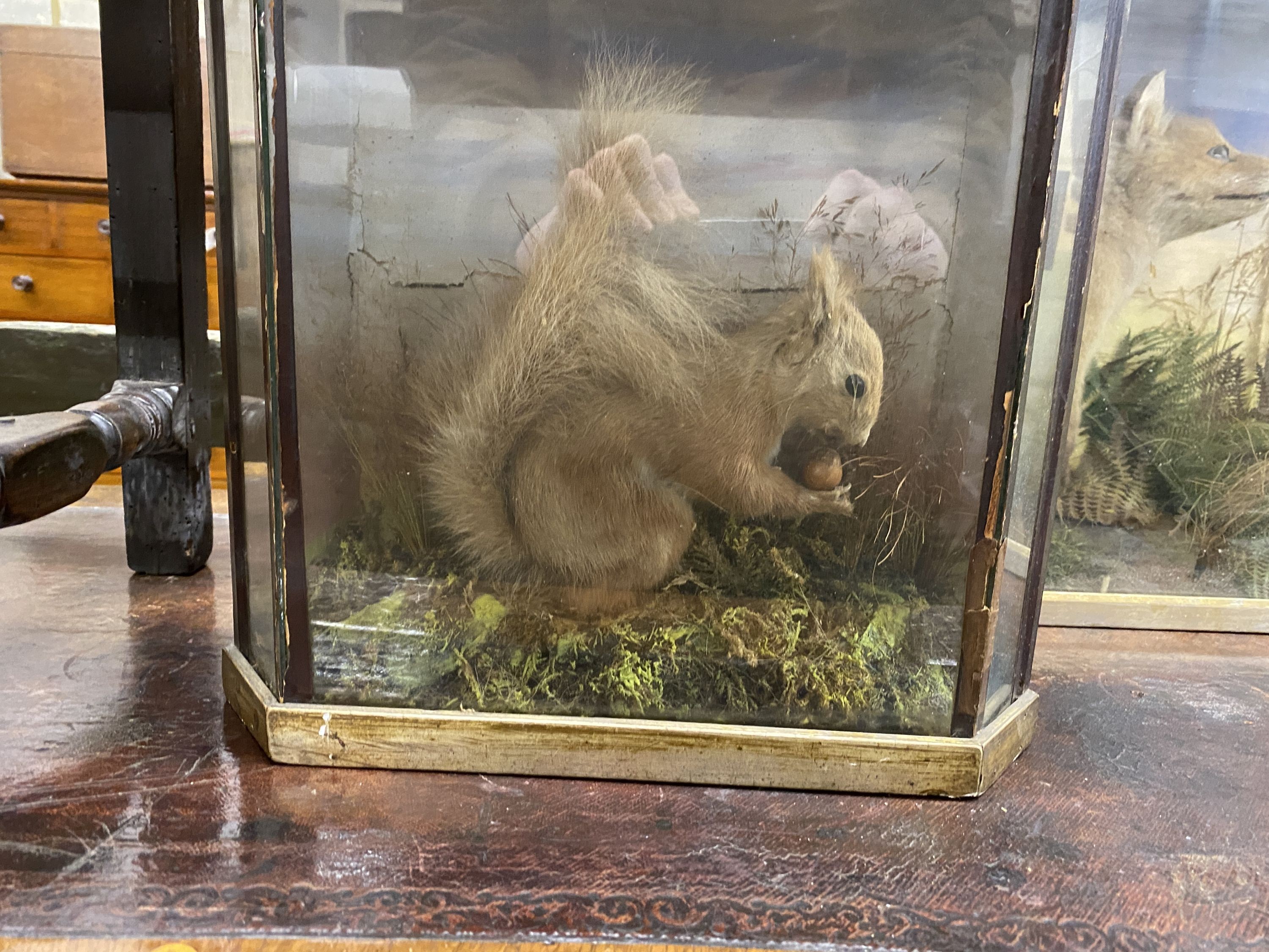 An early 20th century taxidermy fox cub and a red squirrel, larger 61cm x 39cm